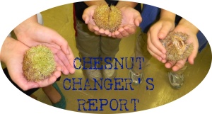 Chesnut Changer's Report